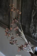Brynxz Alnus grande brown, dadeltak, zijdetak, zijdebloem, Nieuw, Ophalen of Verzenden, Info@jufbrocante.nl, Juf Brocante
