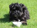 Vrolijke Boomer pups., Dieren en Toebehoren, Honden | Chihuahua's en Gezelschapshonden, Nederland, Overige rassen, 8 tot 15 weken