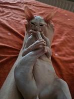 Sphynx cats! .Rubber skin, Dieren en Toebehoren, Ontwormd