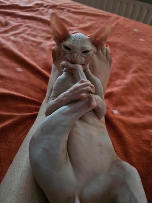 Sphynx cats! .Rubber skin, Dieren en Toebehoren, Katten en Kittens | Raskatten | Korthaar, Ontwormd