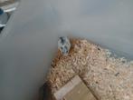Chineese dwerghamsters, September, Meerdere dieren, Hamster