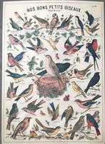 Vintage poster vogels schoolplaat 70x50 cm, Dier of Natuur, Zo goed als nieuw, Rechthoekig Staand, Ophalen