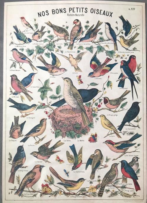 Vintage poster vogels schoolplaat 70x50 cm, Verzamelen, Posters, Zo goed als nieuw, Dier of Natuur, Deurposter of groter, Rechthoekig Staand