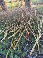Gratis af te halen wilgentakken / wilgentenen, Ophalen, Nieuw