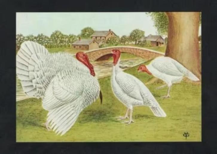 Pluimvee Kalkoen Turkey Witte Amerikaanse, Van Gink., Verzamelen, Ansichtkaarten | Dieren, Ongelopen, 1980 tot heden, Vogel, Ophalen of Verzenden