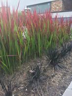 Red Baron, Imperata cylindrica, Japans bloedgras, Tuin en Terras, Ophalen, Volle zon, Vaste plant, Siergrassen