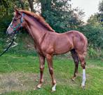 Super mooi merrieveulen van Extreme U.S., Dieren en Toebehoren, Paarden, Merrie, Dressuurpaard, Gechipt, 0 tot 2 jaar