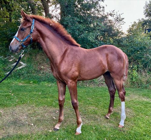 Super mooi merrieveulen van Extreme U.S., Dieren en Toebehoren, Paarden, Merrie, 0 tot 2 jaar, Dressuurpaard, Met stamboom, Gechipt