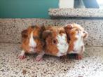 Lieve jonge cavia's peruvian, Dieren en Toebehoren, Cavia, Mannelijk, Tam, Oktober