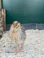 Gratis japanse kwartel haan, Dieren en Toebehoren, Mannelijk, Overige soorten