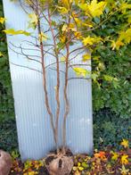 Liquidambar Amberboom meerstam, Tuin en Terras, Planten | Bomen, Bloeit niet, Overige soorten, 250 tot 400 cm, Ophalen