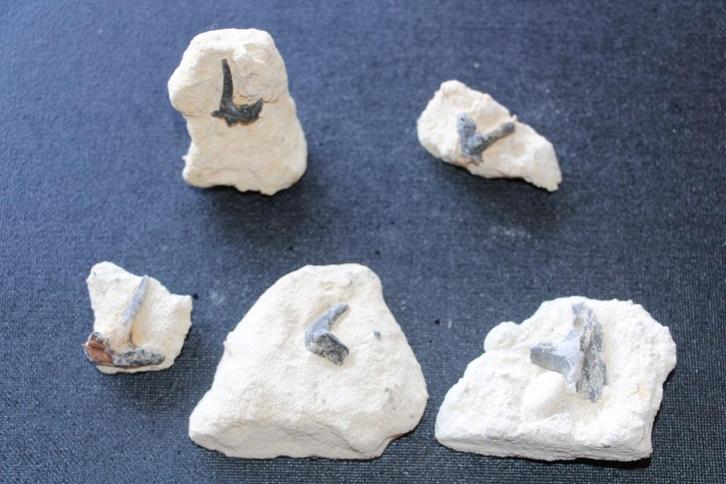 Enchodussen(Matrix) Boven-Krijt, Verzamelen, Mineralen en Fossielen, Fossiel, Ophalen of Verzenden