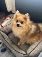 fox face pomeranian te koop, Rabiës (hondsdolheid), Overige rassen, 1 tot 2 jaar, Meerdere dieren