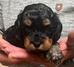 Prachtig nestje kleine medium labradoodle pups, Dieren en Toebehoren, Honden | Retrievers, Spaniëls en Waterhonden, Overige rassen