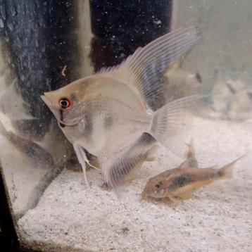 6 egale maanvissen met rode ogen €2.95 per stuk 5/7 cm hoog beschikbaar voor biedingen