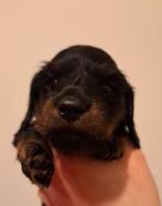 Dwerg langhaar puppies, Parvo, 8 tot 15 weken, Dwerg, Langhaar