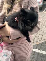 Betrouwbare honden oppas, Ophalen