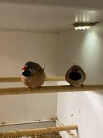 4 spitsstaartamadines te koop, Dieren en Toebehoren, Vogels | Overige Vogels, Meerdere dieren, Tropenvogel