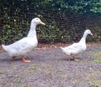 Knap koppel Peking eenden ( of 2 vrouwen ? ) van zorglocatie, Meerdere dieren, Eend
