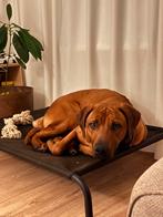 Rhodesian Ridgeback - Reu 8 maanden, 15 weken tot 1 jaar, Parvo, Eén hond, Nederland