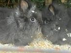 4 jonge dwergkonijntjes, super tam, Dieren en Toebehoren, Konijnen, Meerdere dieren, Dwerg, 0 tot 2 jaar