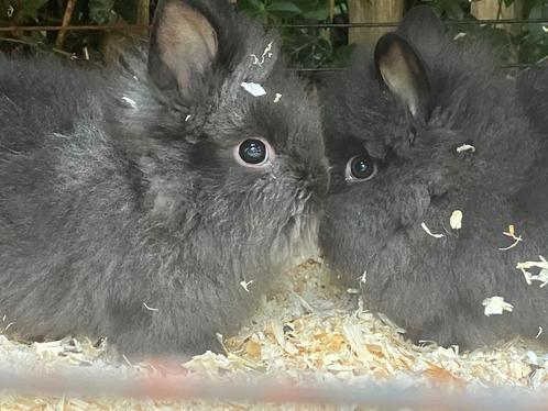 4 jonge dwergkonijntjes, super tam, Dieren en Toebehoren, Konijnen, Dwerg, Meerdere dieren, 0 tot 2 jaar