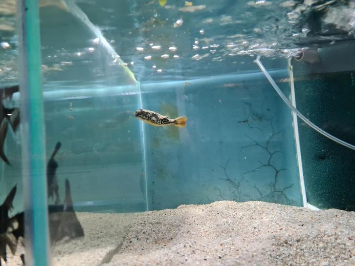 Tetraodon Mbu kogelvis, Dieren en Toebehoren, Vissen | Aquariumvissen, Zoetwatervis, Vis