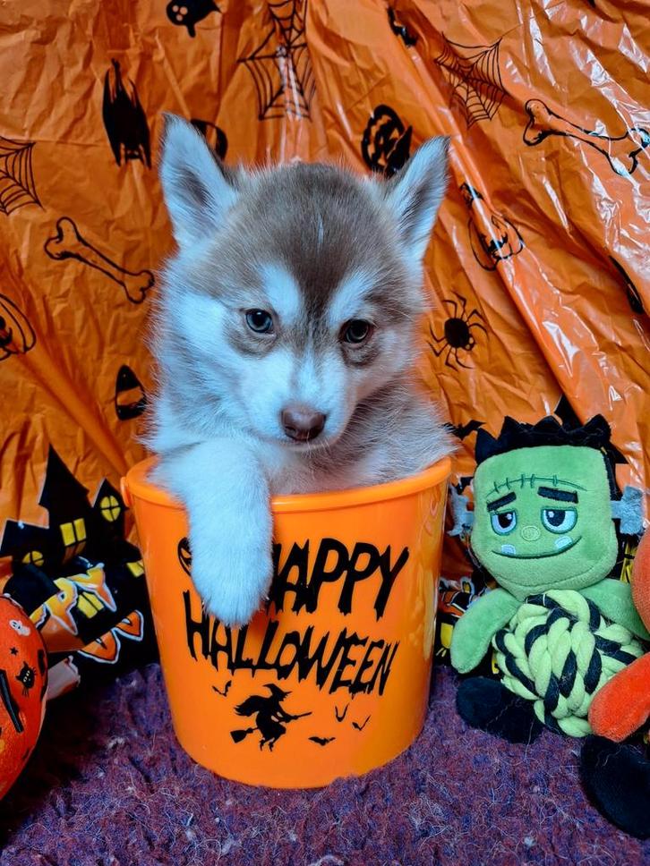 Pomsky pups mogen eind nov nest verlaten, Dieren en Toebehoren, Honden | Niet-rashonden, Middel, Meerdere dieren, Particulier