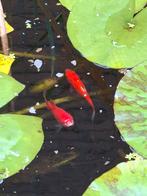 2 goudvissen, Goudvis(sen)