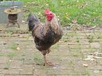 Gratis aangeboden gezonde vriendelijke haan, Dieren en Toebehoren, Pluimvee, Mannelijk, Kip