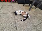 Ragdoll en halfje lapjes zoeken nieuwe huisje, Dieren en Toebehoren, Katten en Kittens | Raskatten | Korthaar, Meerdere dieren