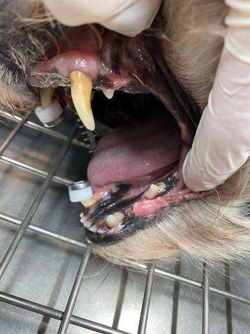 Gebit reinigen, polijsten en extractie hond en kat beschikbaar voor biedingen