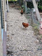 Twee hanen, Dieren en Toebehoren, Mannelijk, Kip