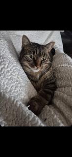 Lieve poesjes zoeken nieuw baasje, Dieren en Toebehoren, Katten en Kittens | Raskatten | Korthaar, Poes, Ontwormd, 0 tot 2 jaar