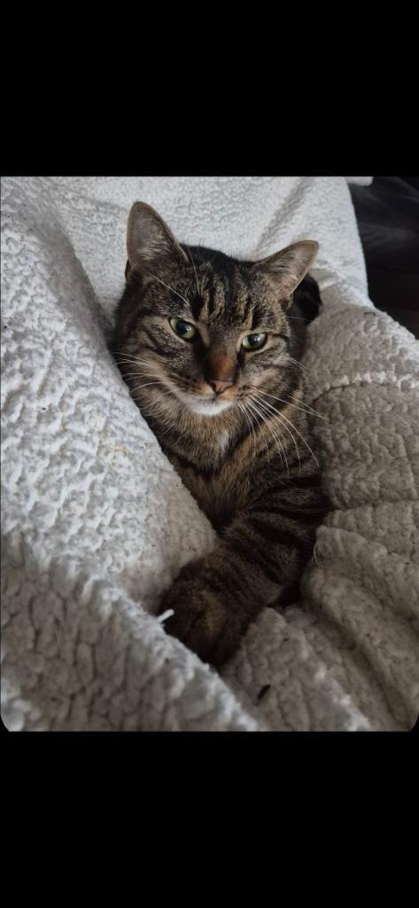 Lieve poesjes zoeken nieuw baasje, Dieren en Toebehoren, Katten en Kittens | Raskatten | Korthaar, Poes, 0 tot 2 jaar, Ontwormd