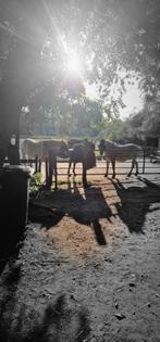 Plek op paddock paradise voor ruin, Dieren en Toebehoren, Stalling en Weidegang, Weidegang