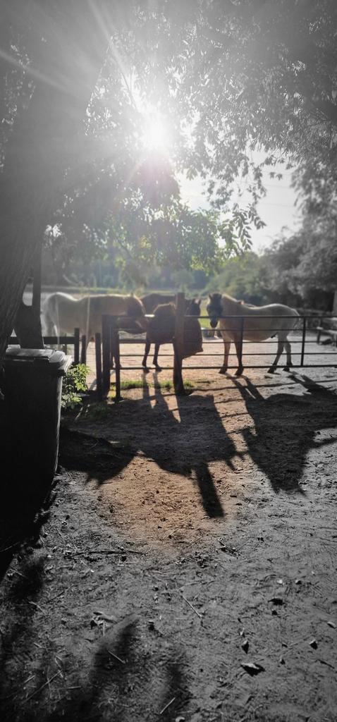 Plek op paddock paradise voor ruin, Dieren en Toebehoren, Stalling en Weidegang, Opfok, Weidegang