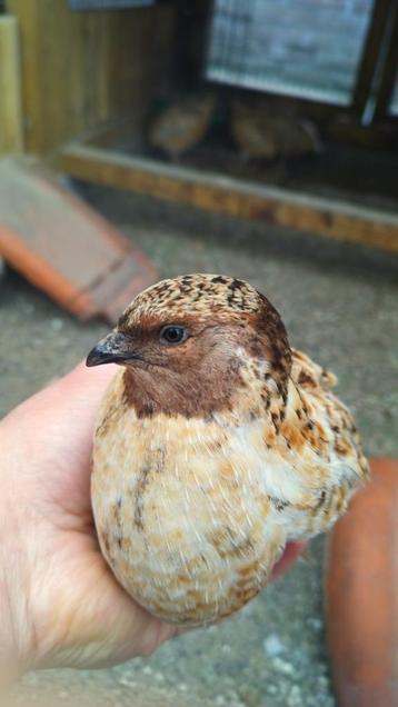 Broedeieren Rotkopf Japanse kwartel Jumbo beschikbaar voor biedingen