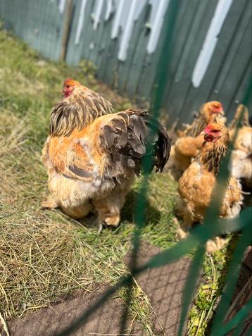 Brahma broedeieren buff blauw/zwart beschikbaar voor biedingen
