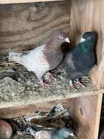 Koppels kleurpostduiven, Dieren en Toebehoren, Vogels | Duiven, Meerdere dieren, Overige soorten