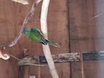Turquoisine  parkiet, Dieren en Toebehoren, Vogels | Parkieten en Papegaaien, Mannelijk, Parkiet