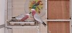 Onverwant koppel Rose Kaketoe's, Meerdere dieren, Papegaai, Geringd