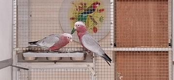Onverwant koppel Rose Kaketoe's beschikbaar voor biedingen