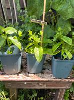 Biologische Marokkaanse Munt. Goed geworteld Mentha Moroccan, Tuin en Terras, Planten | Tuinplanten, Ophalen, Vaste plant, Halfschaduw