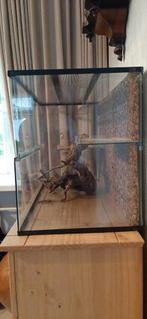Te koop terrarium 78 breed 48 hoog38 diep prijs100.00, Dieren en Toebehoren, Reptielen en Amfibieën | Toebehoren, Ophalen of Verzenden