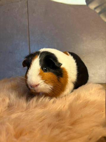 3 kleur cavia ter dekking beschikbaar voor biedingen