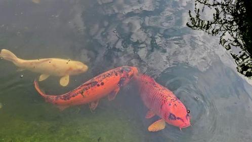 Koikarper Matsuba Japan ca. 75cm (+ meer koi), Dieren en Toebehoren, Vissen | Vijvervissen, Karper of Koi