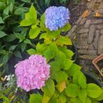 Mooie Hortensia's te koop, Tuin en Terras, Planten | Tuinplanten, Ophalen, Bodembedekkers, Vaste plant, Halfschaduw