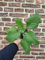 Vingerhoedskruid, Ophalen, Volle zon