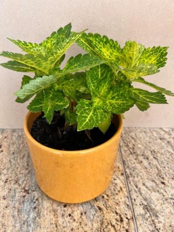 Siernetel Coleus groene kamerplant planten 26 cm in pot